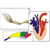 Модель-аппликация "Эволюция важнейших систем органов позвоночных" (ламинированная) - «globural.ru» - Йошкар-Ола