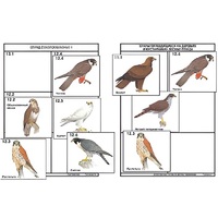 Комплект дидактических карточек: "Систематика и экология птиц" (95 штук, цвет., лам.) - «globural.ru» - Йошкар-Ола