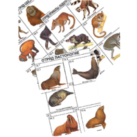 Комплект дидактических карточек: "Систематика и экология млекопитающих" (96 штук, цвет., лам.) - «globural.ru» - Йошкар-Ола