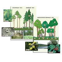 Гербарий фотографический "Растительные сообщества. Лес" (раздаточный) - «globural.ru» - Йошкар-Ола