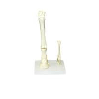 Модель "Скелет конечностей лошади и овцы" (на подставке) - «globural.ru» - Йошкар-Ола