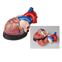 Модель сердца в разрезе (демонстрационная) - «globural.ru» - Йошкар-Ола