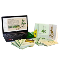 Гербарий натурально-интерактивный "Дикорастущие растения" - «globural.ru» - Йошкар-Ола