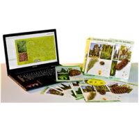 Коллекция натурально-интерактивная "Голосеменные растения" - «globural.ru» - Йошкар-Ола