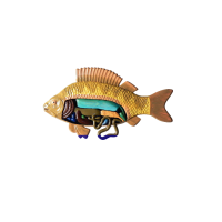 Модель барельефная "Внутреннее строение рыбы" - «globural.ru» - Йошкар-Ола