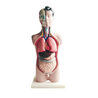 Торс человека разборный - «globural.ru» - Йошкар-Ола