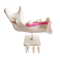 Комплект моделей - «globural.ru» - Йошкар-Ола