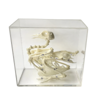 Комплект скелетов различных классов животных - «globural.ru» - Йошкар-Ола