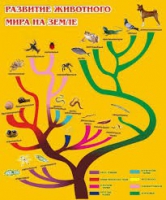 Стенд "Развитие животного мира на земле" - «globural.ru» - Йошкар-Ола