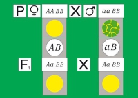 Модель-аппликация Дигибридное скрещивание. Законы Менделя. (набор из 84 карт) - «globural.ru» - Йошкар-Ола