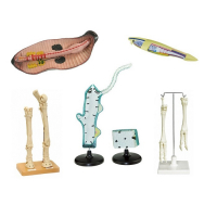 Комплект зоологических моделей демонстрационный - «globural.ru» - Йошкар-Ола