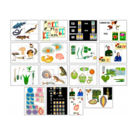 Комплект моделей-аппликаций демонстрационный - «globural.ru» - Йошкар-Ола