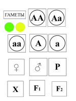 Модель-аппликация Моногибридное скрещивание и его цитологические основы - «globural.ru» - Йошкар-Ола