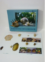 Коллекция "Раковины моллюсков" (вариант 2) - «globural.ru» - Йошкар-Ола