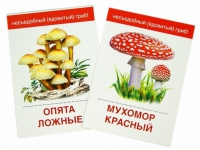 Раздаточные карточки "Грибы съедобные и не съедобные" - «globural.ru» - Йошкар-Ола