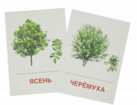 Раздаточные карточки "Деревья и кустарники" - «globural.ru» - Йошкар-Ола