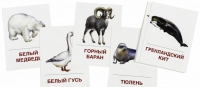 Раздаточные карточки "Животные холодных широт" - «globural.ru» - Йошкар-Ола
