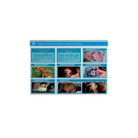 Стенд-планшет светодинамический "Изучение типических патологических процессов в организмах животных" - «globural.ru» - Йошкар-Ола