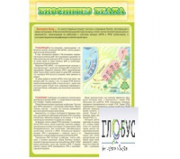 Стенд "Биосинтез белка" - «globural.ru» - Йошкар-Ола
