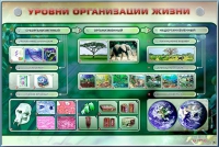 Электрифицированный стенд "Уровни организации жизни" - «globural.ru» - Йошкар-Ола