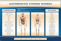 Электрифицированный стенд-тренажер c макетом скелета "Анатомическое строение человека" - «globural.ru» - Йошкар-Ола