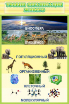 Стенд "Уровни организации живого" - «globural.ru» - Йошкар-Ола