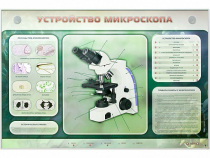 Электрифицированный стенд "Устройство микроскопа и правила работы c ним" - «globural.ru» - Йошкар-Ола