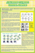 Стенд "Деление клеток митоз, мейоз" - «globural.ru» - Йошкар-Ола