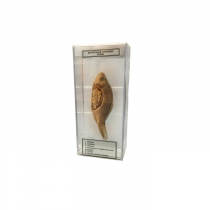 Влажный препарат Внутреннее строение рыбы - «globural.ru» - Йошкар-Ола