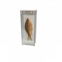 Влажный препарат "Карась" - «globural.ru» - Йошкар-Ола