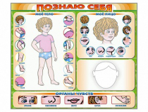 Стенд маркерный "Познаю себя" (тело, голова, органы чувств) - «globural.ru» - Йошкар-Ола