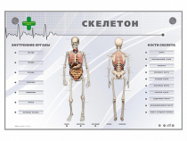 Электрифицированный стенд-тренажер "Скелетон" - «globural.ru» - Йошкар-Ола