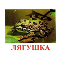 Карточки Домана "Амфибии и рептилии" - «globural.ru» - Йошкар-Ола