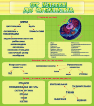 Стенд "От клетки до организма" - «globural.ru» - Йошкар-Ола