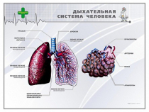 Стенд "Дыхательная система человека" - «globural.ru» - Йошкар-Ола
