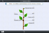 Интерактивные курсы. Биология 6 класс. Расширенный - «globural.ru» - Йошкар-Ола