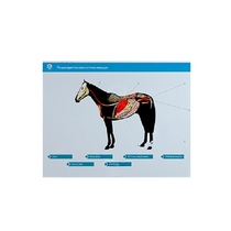 Стенд-планшет светодинамический "Изучение пищеварительной системы сельскохозяйственных животных" со сменными панелями - «globural.ru» - Йошкар-Ола