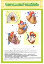 Стенд "Строение сердца" - «globural.ru» - Йошкар-Ола
