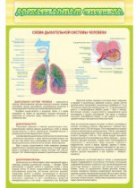 Стенд "Дыхательная система" - «globural.ru» - Йошкар-Ола