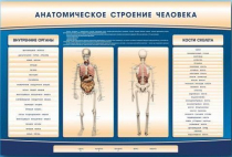 Электрифицированный стенд-тренажер c макетом скелета "Анатомическое строение человека" - «globural.ru» - Йошкар-Ола