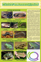 Стенд "Класс земноводные" - «globural.ru» - Йошкар-Ола