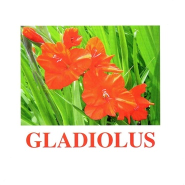"Flowers-1" ("Цветы-1") английские карточки Домана - «globural.ru» - Йошкар-Ола