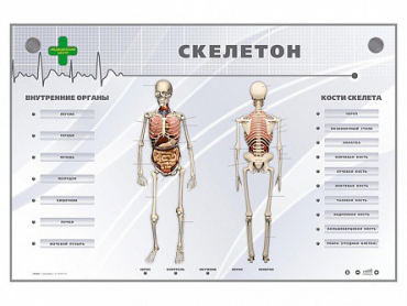 Электрифицированный стенд-тренажер "Скелетон" - «globural.ru» - Йошкар-Ола