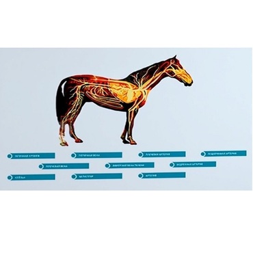 Стенд-планшет светодинамический "Изучение кровеносной системы сельскохозяйственных животных" со сменными панелями - «globural.ru» - Йошкар-Ола