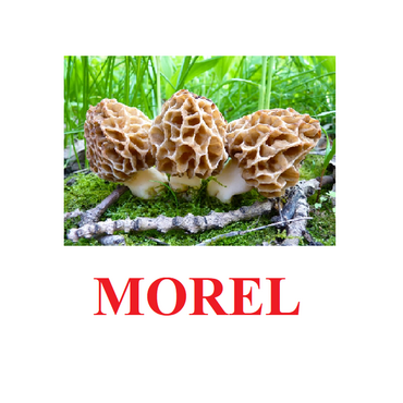 "Mushrooms" ("Грибы") английские карточки Домана - «globural.ru» - Йошкар-Ола