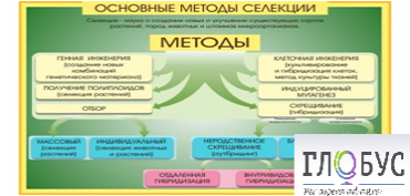 Стенд "Методы селекции и биотехнологии" - «globural.ru» - Йошкар-Ола