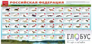 Стенд "Красная книга РФ" - «globural.ru» - Йошкар-Ола