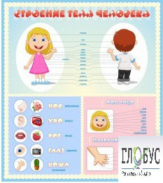 Стенд "Строение человека" для детей - «globural.ru» - Йошкар-Ола