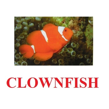 "Fish" ("Рыбы") английские карточки Домана - «globural.ru» - Йошкар-Ола