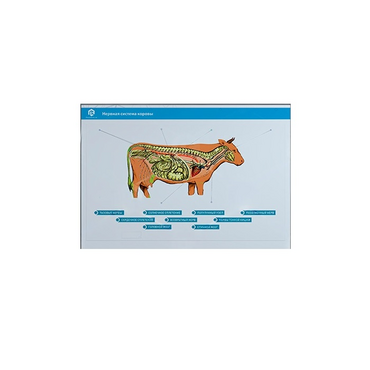 Стенд-планшет светодинамический "Изучение нервной системы сельскохозяйственных животных" со сменными панелями - «globural.ru» - Йошкар-Ола
